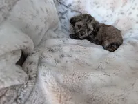 Belle, a female Shihpoo for sale in Rosalia, KS – 3 of 3