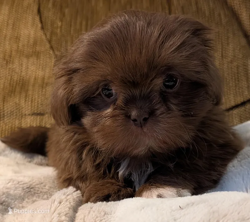 Trey, a male Shih Tzu for sale in Rosalia, KS – Photo 1 of 5