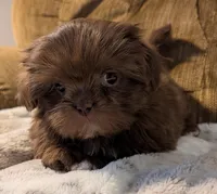 Trey, a male Shih Tzu for sale in Rosalia, KS – Photo 2 of 5