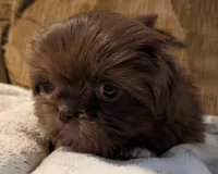 Trey, a male Shih Tzu for sale in Rosalia, KS – Photo 3 of 5