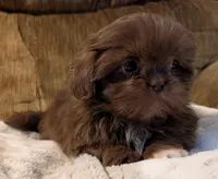 Trey, a male Shih Tzu for sale in Rosalia, KS – Photo 5 of 5