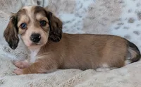 Trip, a male Miniature Dachshund for sale in Rosalia, KS – 2 of 3