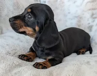 Jenny, a female Miniature Dachshund for sale in Rosalia, KS – 3 of 4