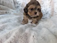 Bizzy , a female Shihpoo for sale in Rosalia, KS – 3 of 3