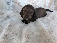 Luke, a male Miniature Dachshund for sale in Rosalia, KS – 2 of 4