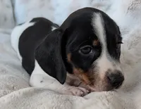 Danny, a male Miniature Dachshund for sale in Rosalia, KS – 5 of 5