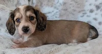 Trip, a male Miniature Dachshund for sale in Rosalia, KS – 3 of 3