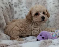 Sonny, a male Poodle - Toy  for sale in Rosalia, KS – 2 of 4