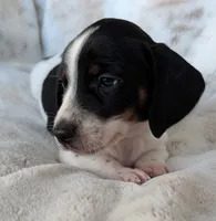 Danny, a male Miniature Dachshund for sale in Rosalia, KS – 4 of 5