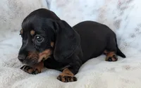 Jenny, a female Miniature Dachshund for sale in Rosalia, KS – 2 of 4