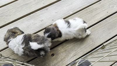 Rilee, a female Shih Tzu for sale in Rosalia, KS – 5 of 5