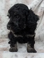 Wyatt, a male Poodle - Toy  for sale in Rosalia, KS – 3 of 5