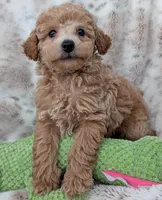 Beau, a male Poodle - Toy  for sale in Rosalia, KS – 2 of 5