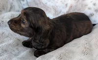 Luke, a male Miniature Dachshund for sale in Rosalia, KS – 4 of 4