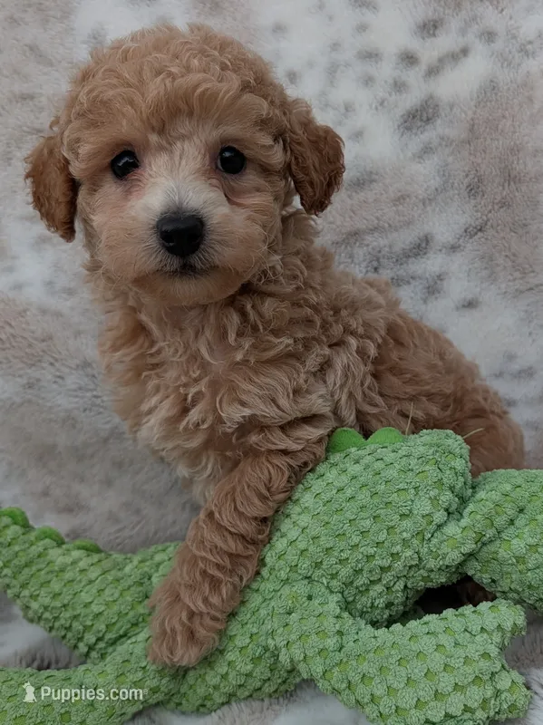Beau – Poodle - Toy  puppy for sale in Rosalia, KS