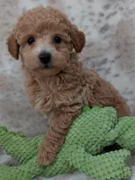 Beau, a male Poodle - Toy  for sale in Rosalia, KS – 1 of 5