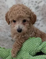 Beau, a male Poodle - Toy  for sale in Rosalia, KS – 3 of 5