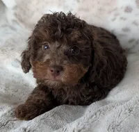 Cinnamon , a female Poodle - Miniature  for sale in Rosalia, KS – 2 of 4