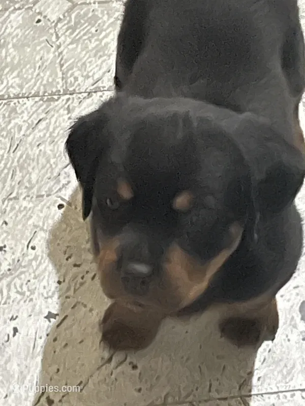 Rottweiler