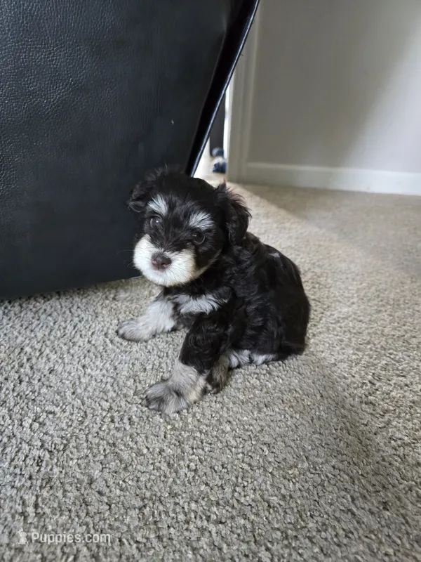Liberty – Miniature Schnauzer puppy for sale in Louisburg, KS