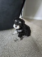 Liberty, a female Miniature Schnauzer for sale in Louisburg, KS – 1 of 1