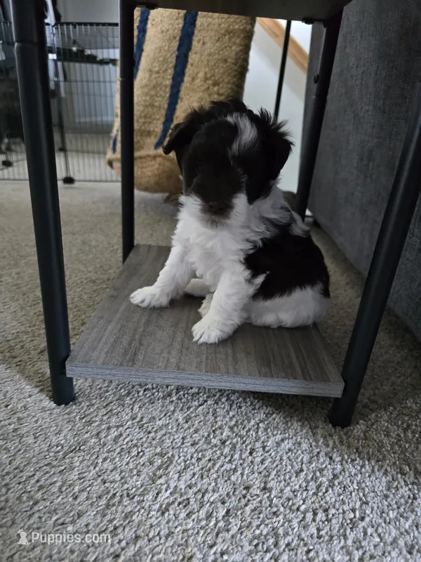 Star – Miniature Schnauzer puppy for sale in Louisburg, KS