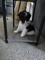 Star, a male Miniature Schnauzer for sale in Louisburg, KS – 1 of 1
