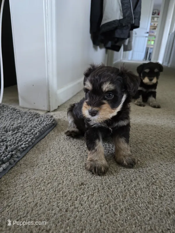 Bubba – Miniature Schnauzer puppy for sale in Louisburg, KS