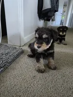 Bubba, a male Miniature Schnauzer for sale in Louisburg, KS – 1 of 1