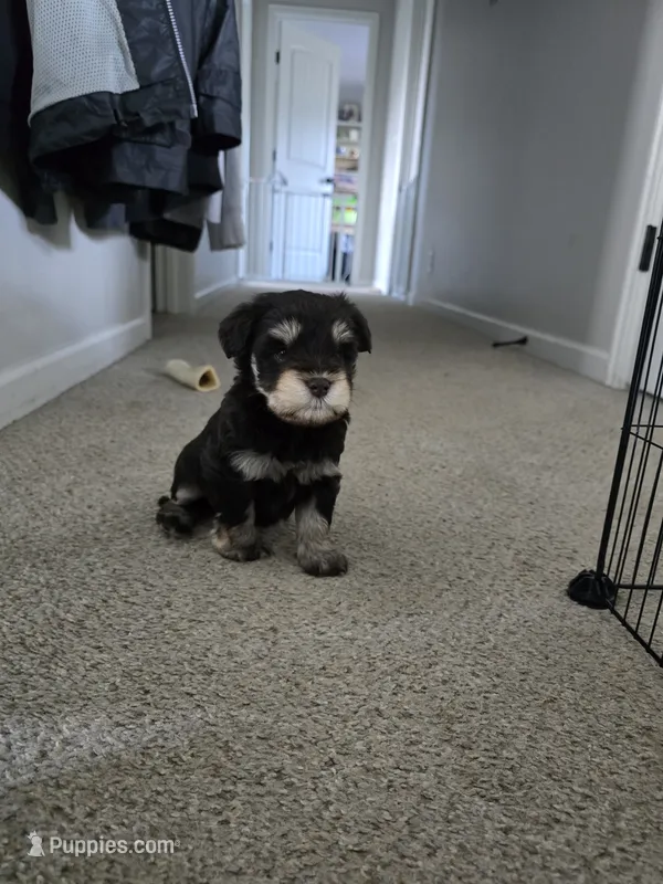 Navy – Miniature Schnauzer puppy for sale in Louisburg, KS