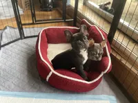 Poe the Panda, a male French Bulldog for sale in Joliet, IL – Photo 3 of 6