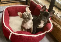 Poe the Panda, a male French Bulldog for sale in Joliet, IL – Photo 2 of 6