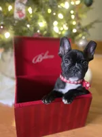 Poe the Panda, a male French Bulldog for sale in Joliet, IL – Photo 1 of 6