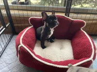 Poe the Panda, a male French Bulldog for sale in Joliet, IL – Photo 5 of 6
