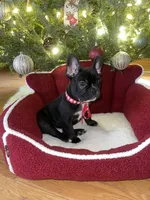 Poe the Panda, a male French Bulldog for sale in Joliet, IL – Photo 4 of 6