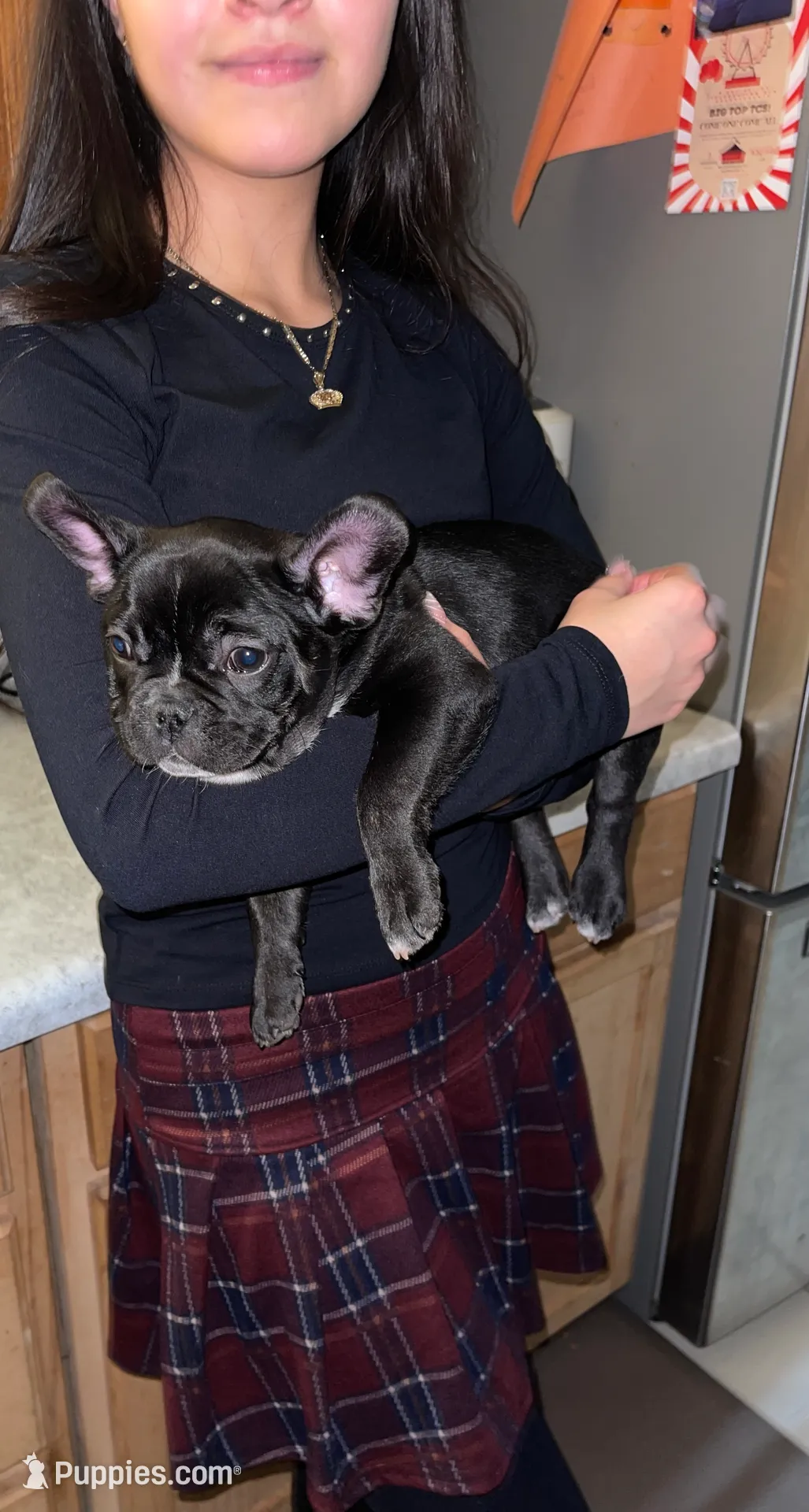 Poe the Panda, a male French Bulldog for sale in Joliet, IL – Photo 6 of 6