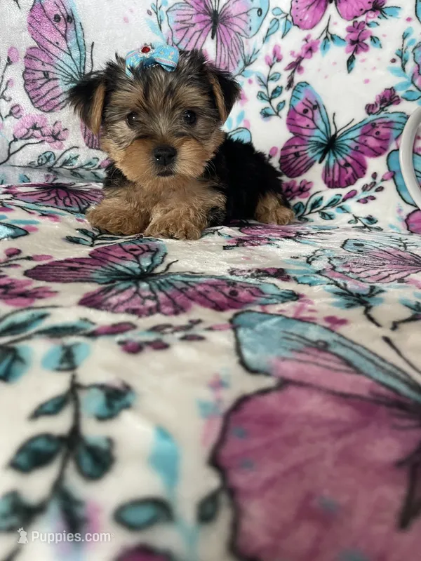 Millie  – Yorkshire Terrier puppy for sale in Fort Myers, FL