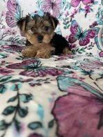 Millie , a female Yorkshire Terrier for sale in Fort Myers, FL – 1 of 8