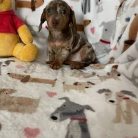 Muffin, a female Miniature Dachshund for sale in Fort Myers, FL – Photo 6 of 8