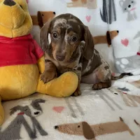 Muffin, a female Miniature Dachshund for sale in Fort Myers, FL – Photo 8 of 8