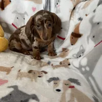 Muffin, a female Miniature Dachshund for sale in Fort Myers, FL – Photo 3 of 8