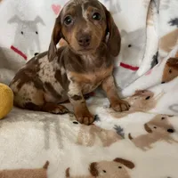 Muffin, a female Miniature Dachshund for sale in Fort Myers, FL – Photo 5 of 8