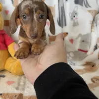 Muffin, a female Miniature Dachshund for sale in Fort Myers, FL – Photo 4 of 8