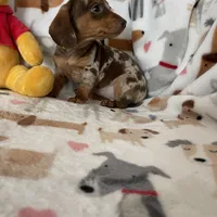 Muffin, a female Miniature Dachshund for sale in Fort Myers, FL – Photo 7 of 8