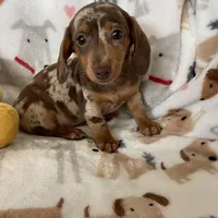 Muffin, a female Miniature Dachshund for sale in Fort Myers, FL – Photo 1 of 8