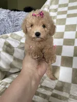 Maple , a female Poodle - Toy  for sale in Fort Myers, FL – 2 of 7