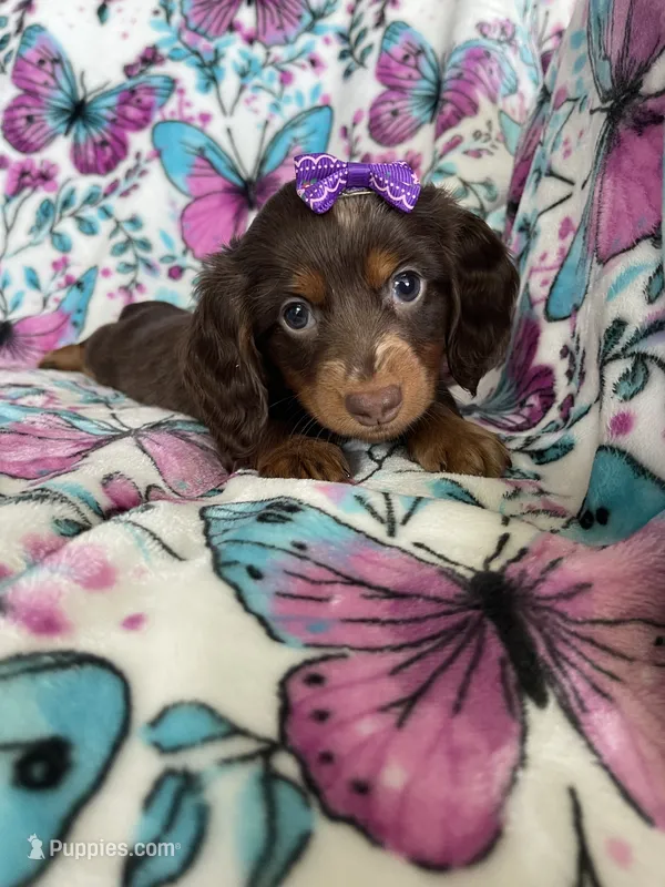 Twixie – Miniature Dachshund puppy for sale in Fort Myers, FL