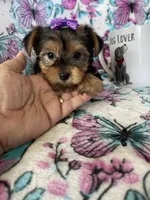 Minnie , a female Yorkshire Terrier for sale in Fort Myers, FL – 2 of 8