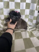 Luna, a female Shih Tzu for sale in Fort Myers, FL – Photo 5 of 7