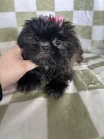 Luna, a female Shih Tzu for sale in Fort Myers, FL – Photo 3 of 7